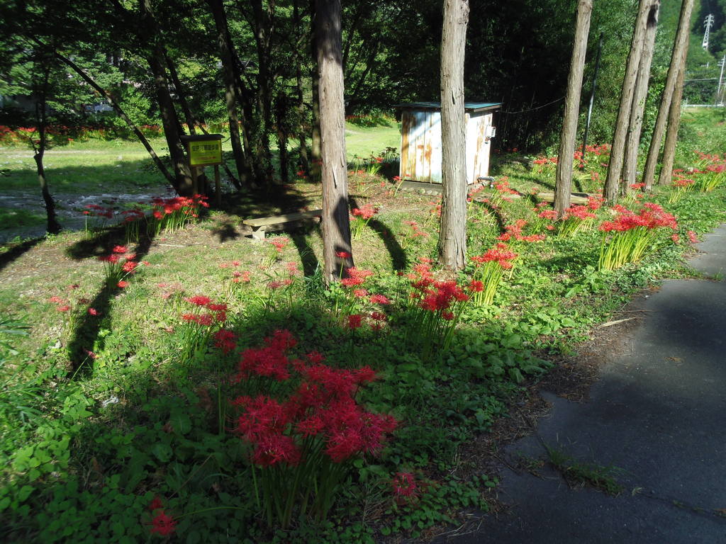 2017/09/18_安戸の槻川流域の彼岸花