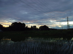 2017/07/01_水田の夕暮れ
