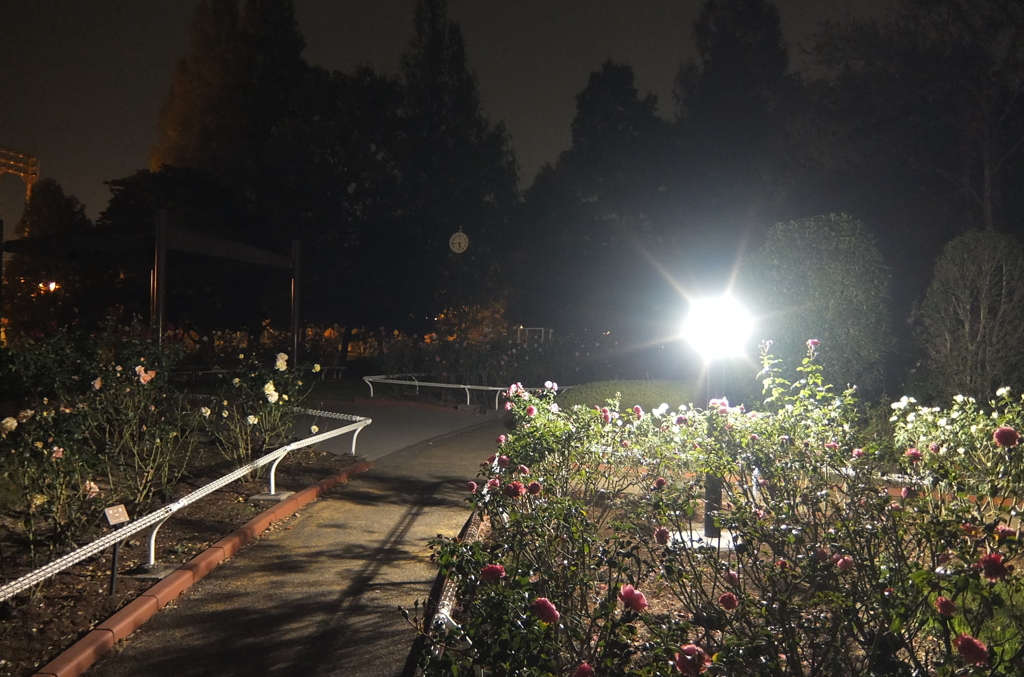 2014/11/08_夜の伊奈バラ園