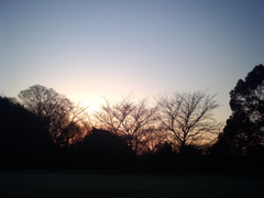 2014/03/22_夕暮れの木