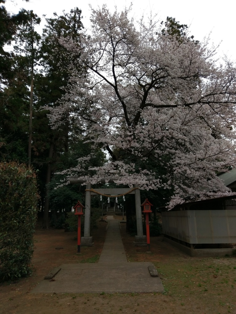 2019/03/29_伊奈崇霊社の桜