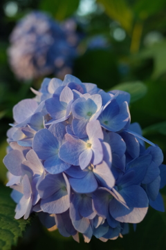 2016/06/18_伊奈アジサイ園の夕暮れ紫陽花