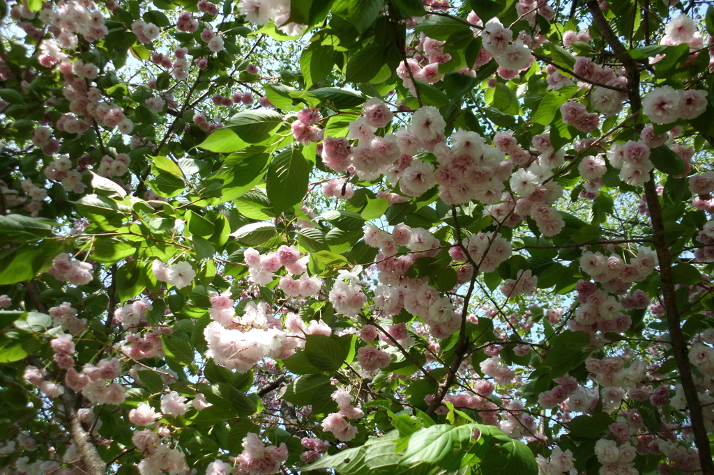 2015/04/26_権現堂堤の八重桜