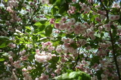 2015/04/26_権現堂堤の八重桜