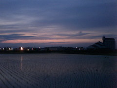 2016/06/11_水田の夕暮れ