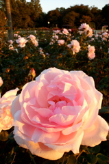 2015/10/18_伊奈バラ園の薔薇