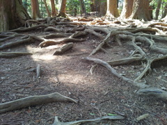 2019/04/13_鞍馬寺 木の根道