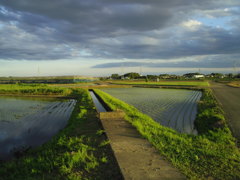 2017/06/04_西日を浴びる田園