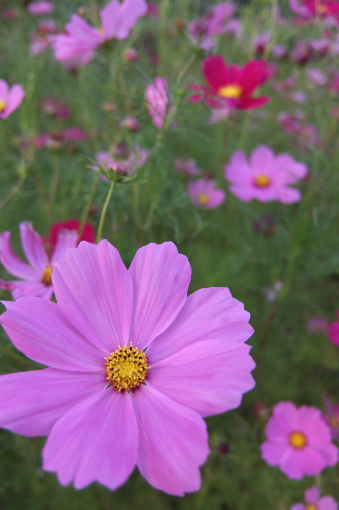 2014/06/14_伊奈バラ園のコスモス