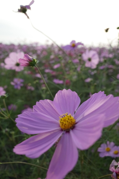 2015/11/01_吹上のコスモス畑