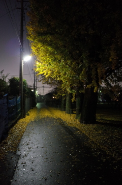 2014/11/29_夕暮れ、雨上がりの道