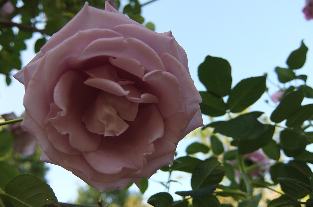 2014/05/18_平成の森公園の薔薇