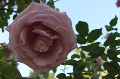 2014/05/18_平成の森公園の薔薇