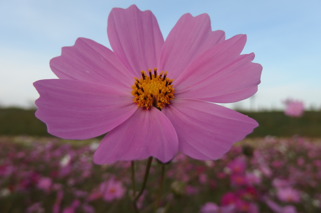 2015/11/01_吹上のコスモス畑