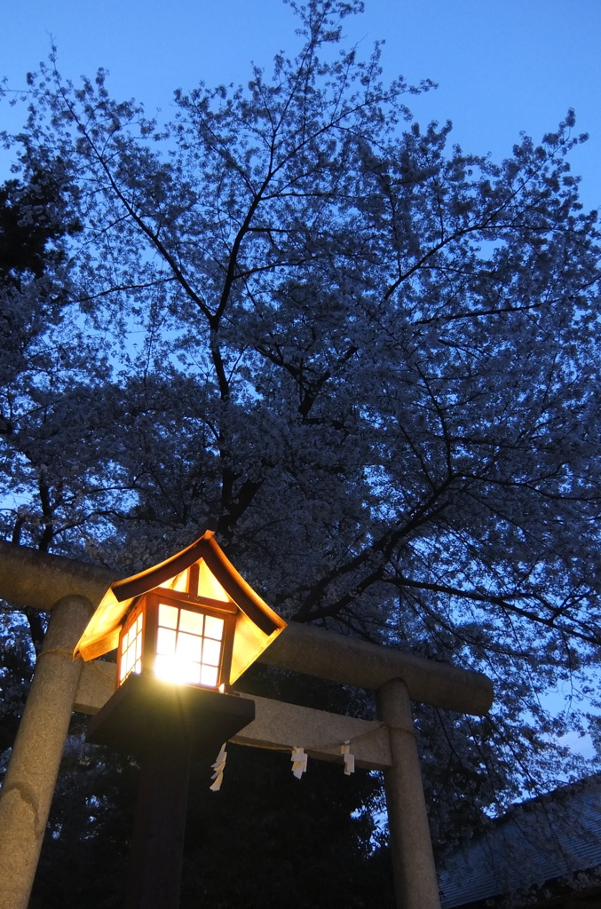 2014/04/05_伊奈崇霊社の夜桜