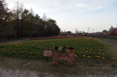2016/04/09_花の丘農林公苑のチューリップ