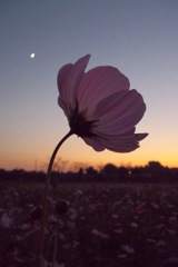 2015/10/18_蓮田駒崎の夕暮れコスモス