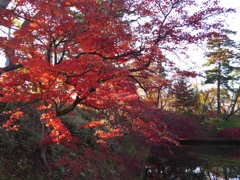 2016/11/14_弘前公園 中濠の紅葉（没カット）