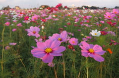 2014/10/19_コスモス畑