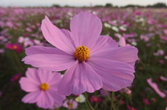 2015/11/01_吹上のコスモス畑