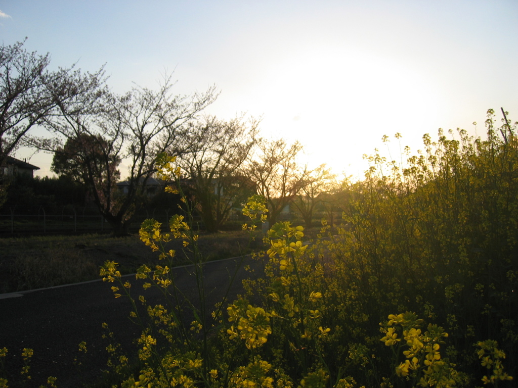 2017/04/15_夕暮れ菜の花