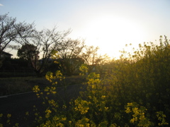 2017/04/15_夕暮れ菜の花