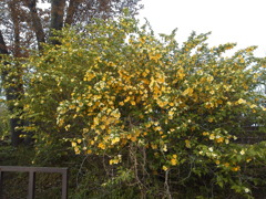 2018/04/16_美の山公園の花