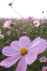 2015/11/01_吹上のコスモス畑