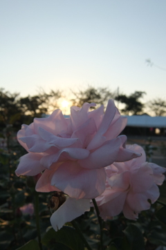 2015/10/18_伊奈バラ園の薔薇