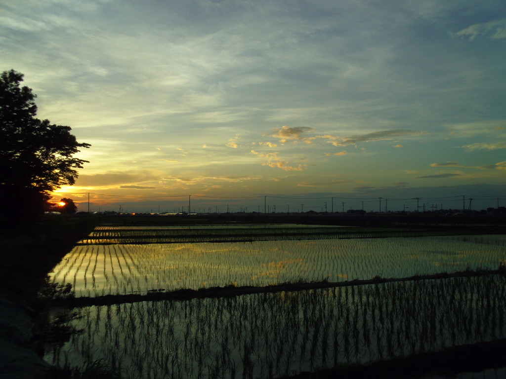 2017/07/02_水田の夕暮れ