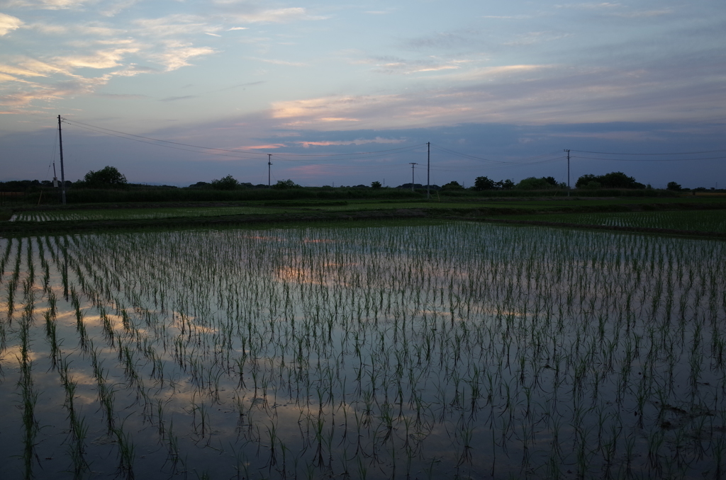 2015/05/24_水田の夕暮れ