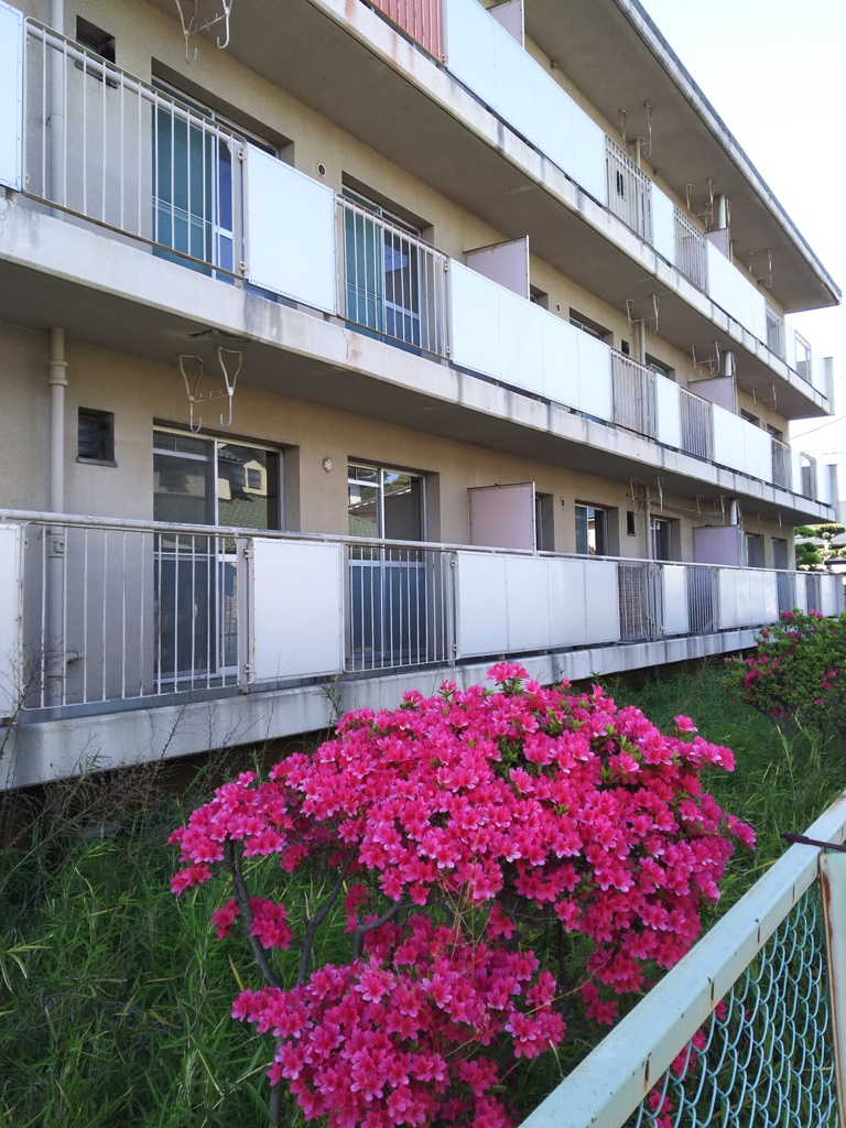 2017/05/04_誰もいない団地に咲くつつじ