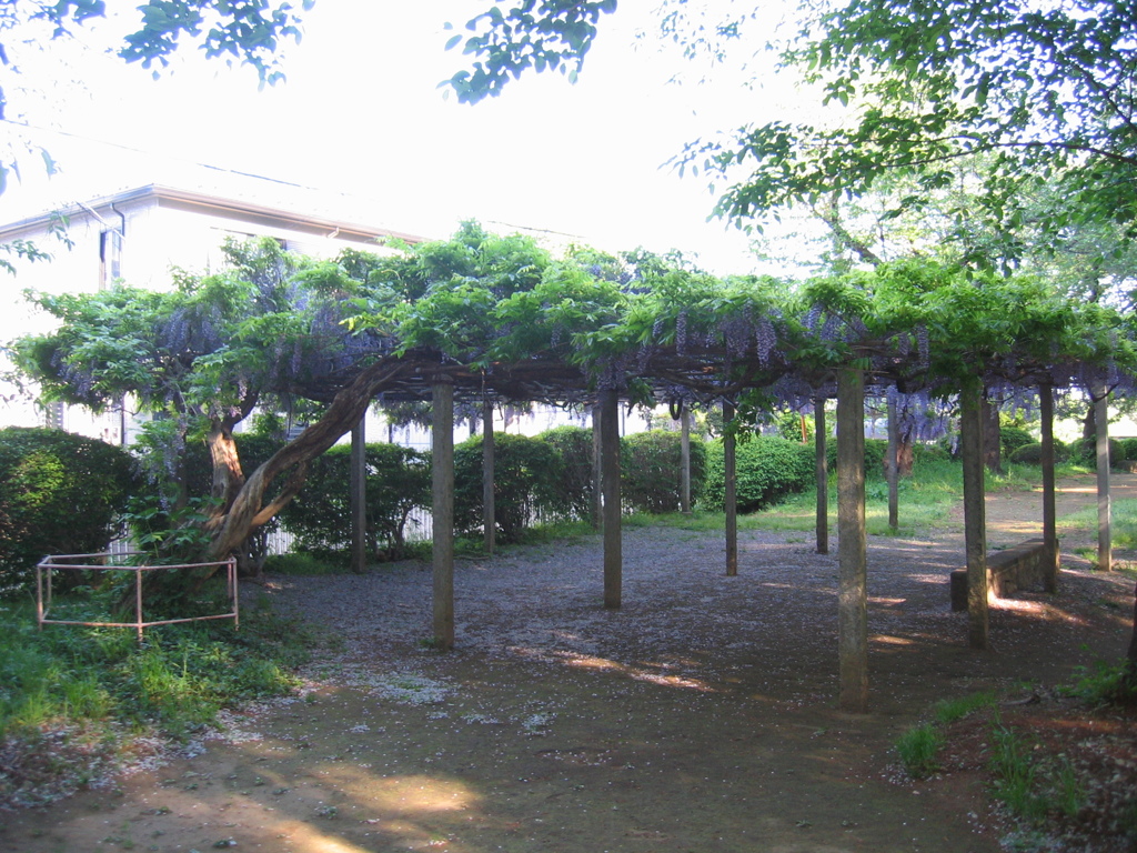 2017/05/04_氷川児童公園の藤