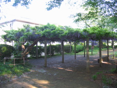 2017/05/04_氷川児童公園の藤