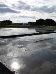 2017/05/14_水田に雲