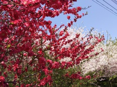 2018/04/01_外秩父の春