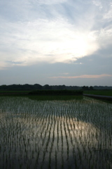 2016/07/02_水田の夕暮れ