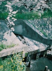 2019/04/06_芝川の桜と菜の花
