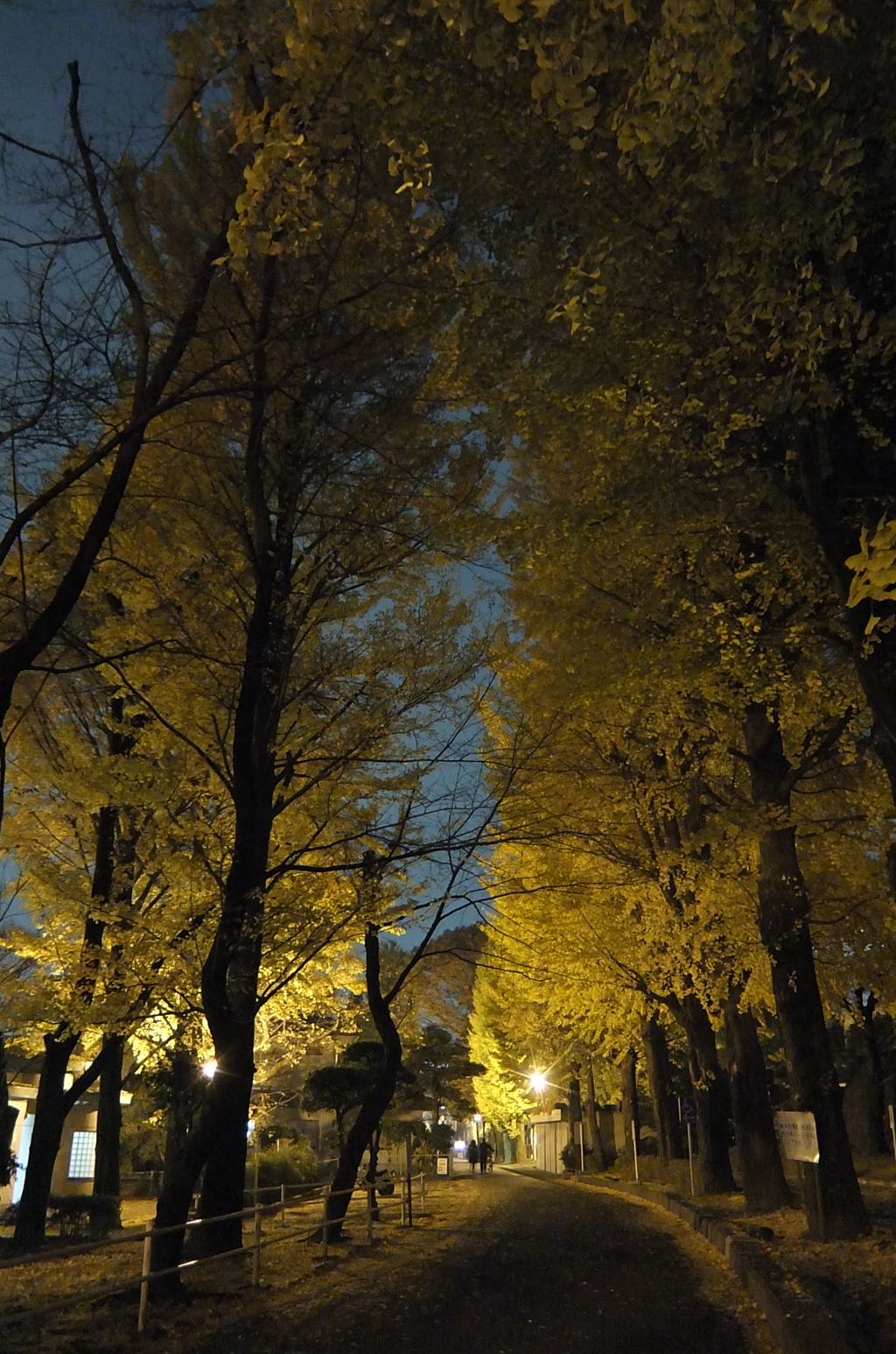 2014/11/24_夜の別所沼公園