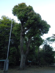 2017/05/04_神明神社の大楠