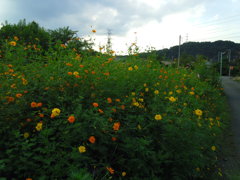 2016/09/10_キバナコスモス