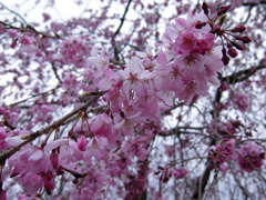 2017/04/01_上平公園の花