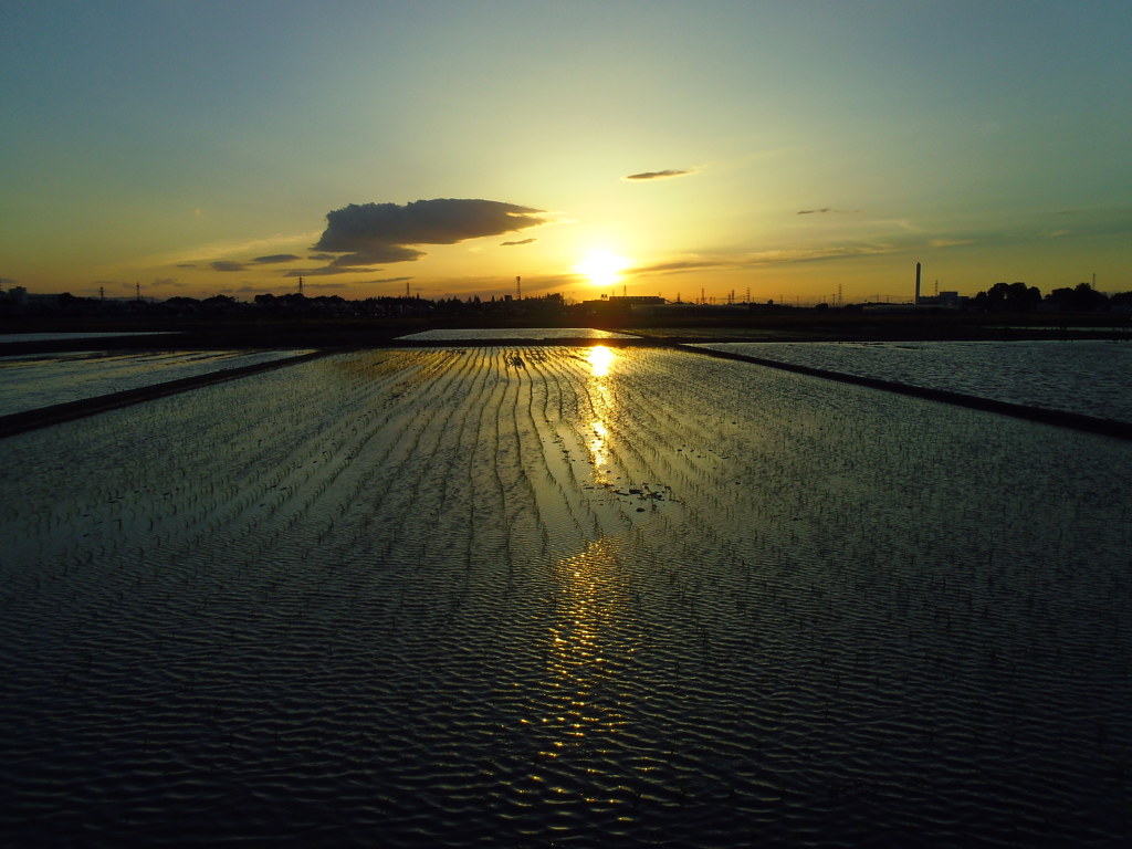 2017/06/03_水田の夕暮れ