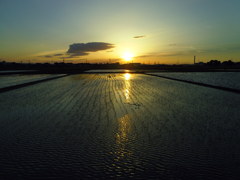 2017/06/03_水田の夕暮れ