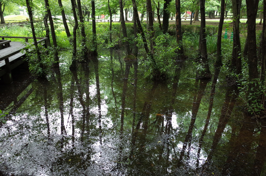 2015/07/05_伊奈町制施行記念公園