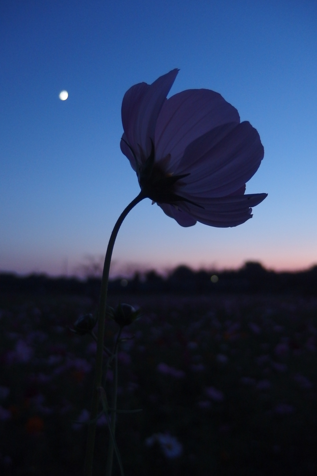 2015/10/18_蓮田駒崎の夕暮れコスモス
