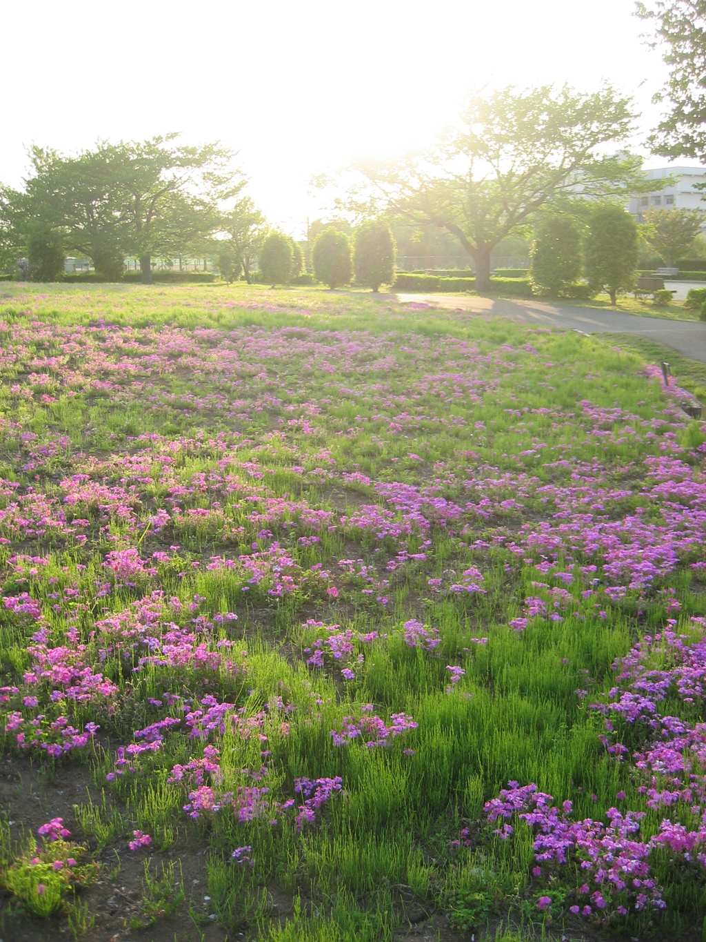 2017/04/30_花の丘農林公苑の夕暮れ芝桜
