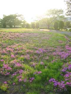 2017/04/30_花の丘農林公苑の夕暮れ芝桜