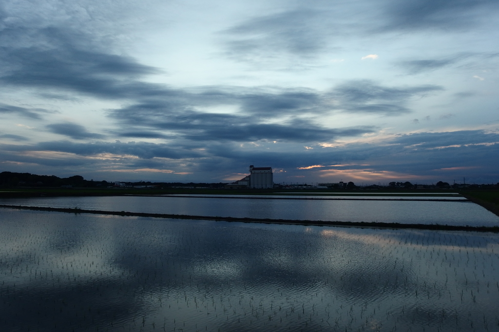2015/06/21_水田の夕暮れ