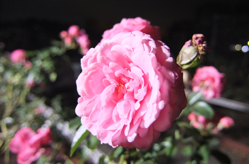 2014/11/08_夜の伊奈バラ園